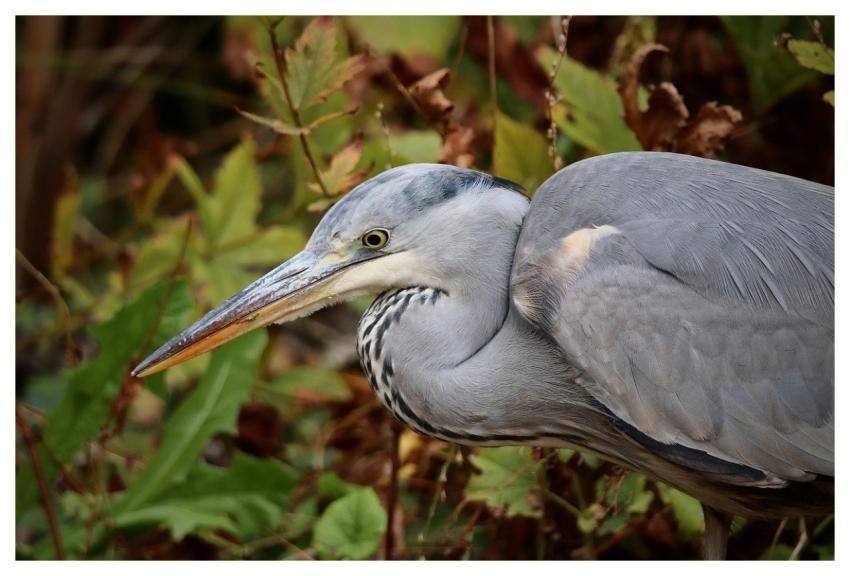 Grey Heron Heron Water Bird Bird