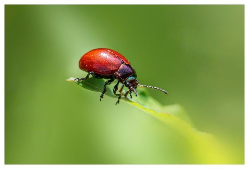 Nature Animal Animal World Arthropod