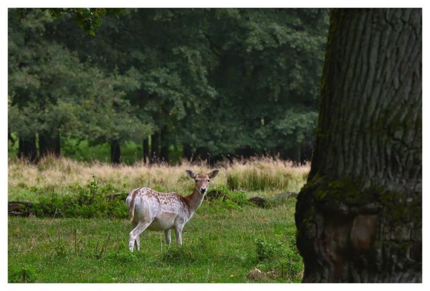 Fallow Deer Deer Nature Forest