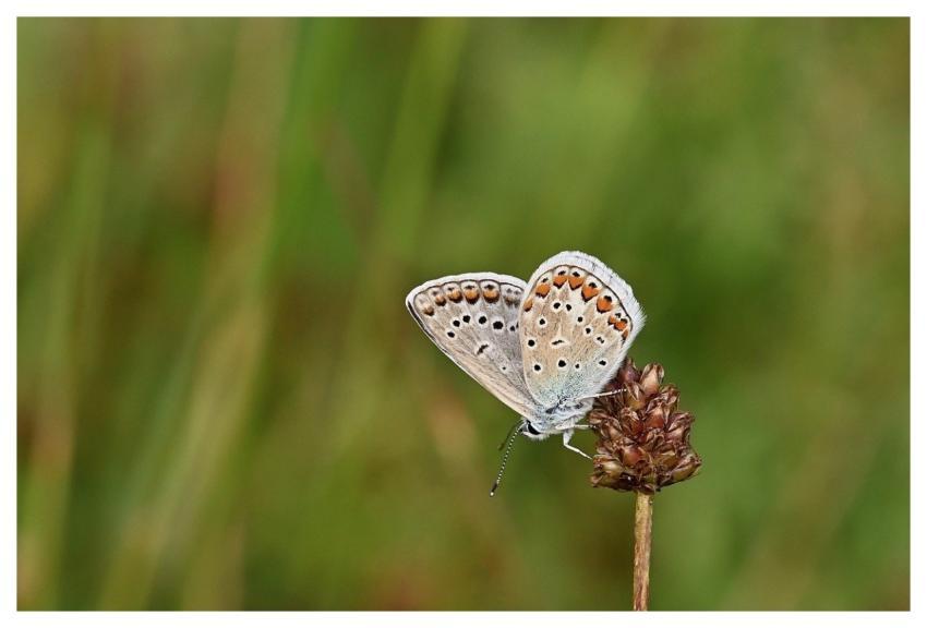 Butterfly Hhehechel-Bluish Bluish Butterflies