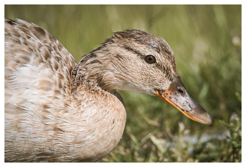 Mallard Nature Duck Water Bird