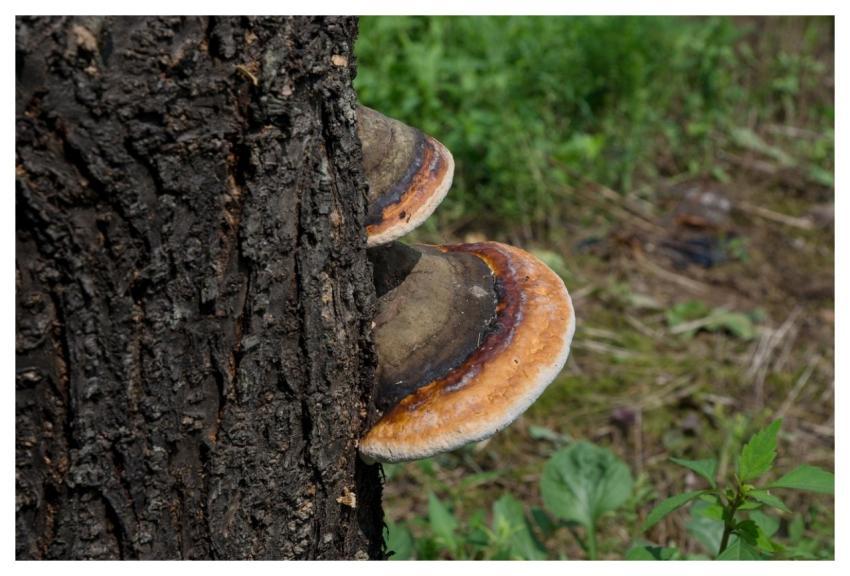 Pine Mushroom Twin Health Mountain