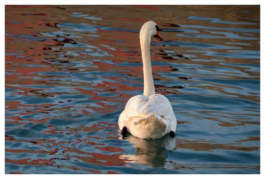 Nature Water Reflection Swan