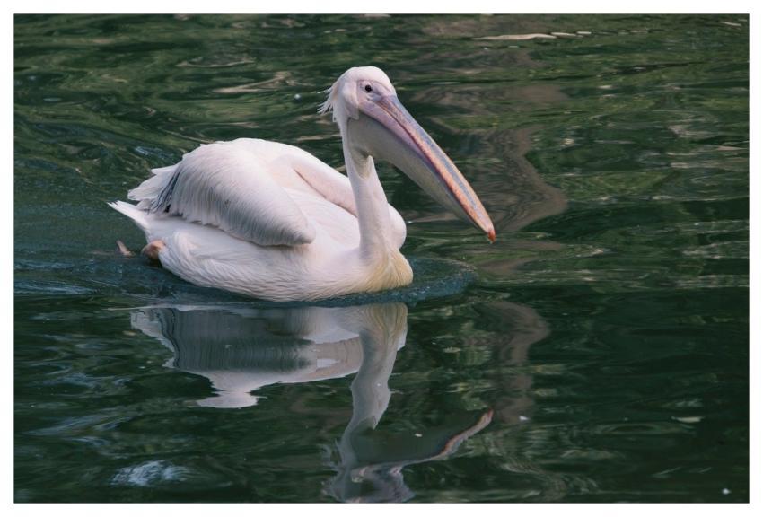 Pelican Bird Beak Water