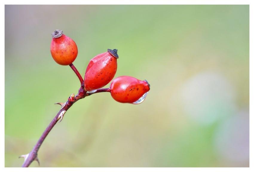 Bay Rosehip Fruit Red