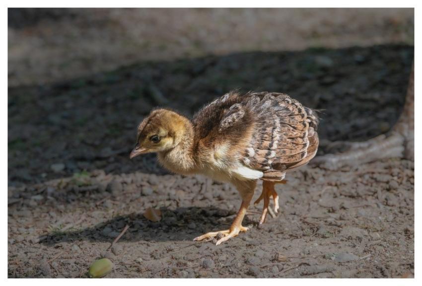 Peacock Animal Bird Wildlife