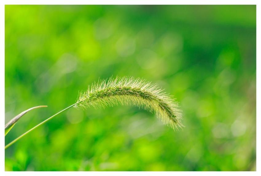 Green Health Nature Grass