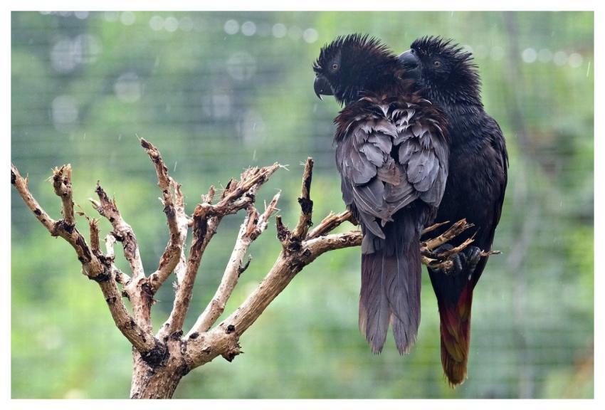 Black Parrot Bird Wildlife Ignartonosbg