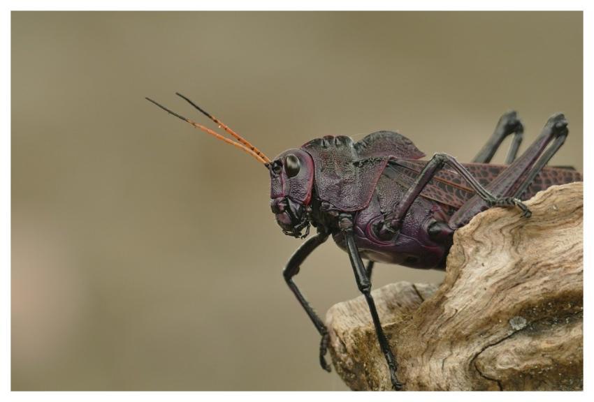 Grasshopper Insect Nature Animal