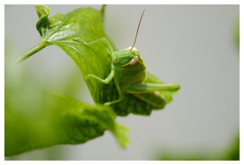 Grasshopper Insect Wildlife Fauna