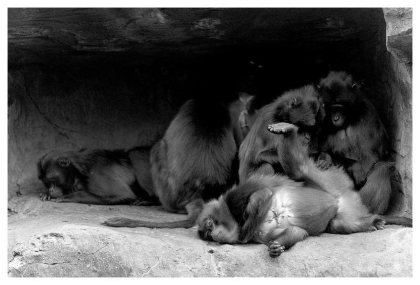 Zoo Baboon Animal Nature