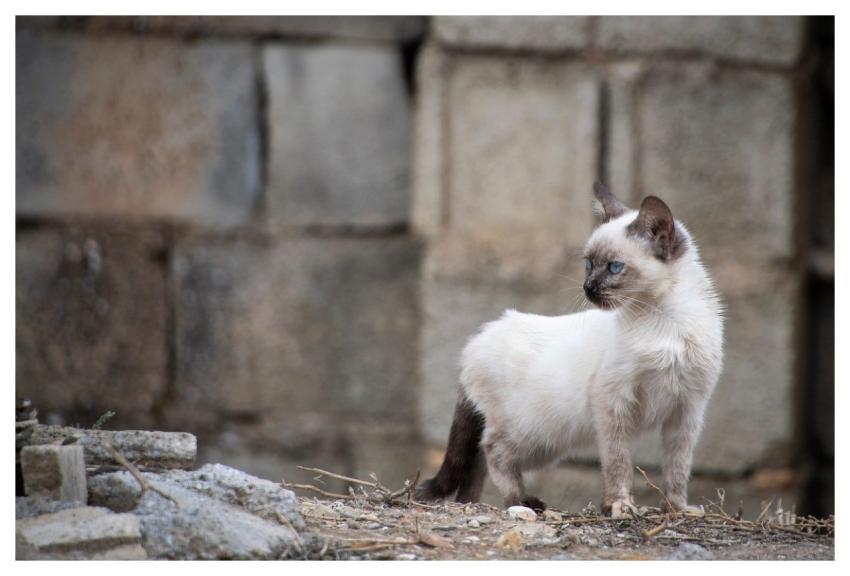 Cat Feline Tail Landed