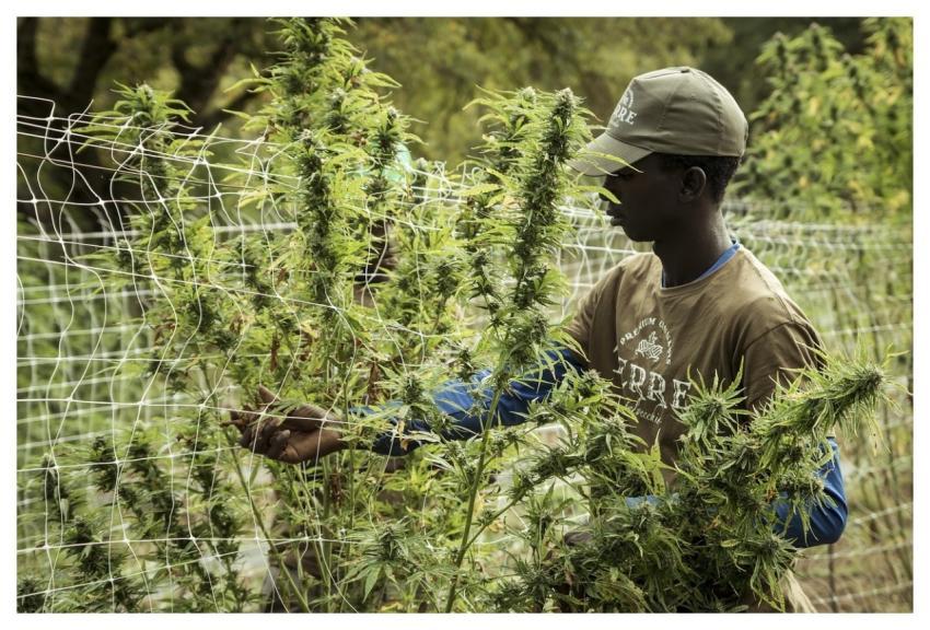 Hanf Cbd Superfood Hemp