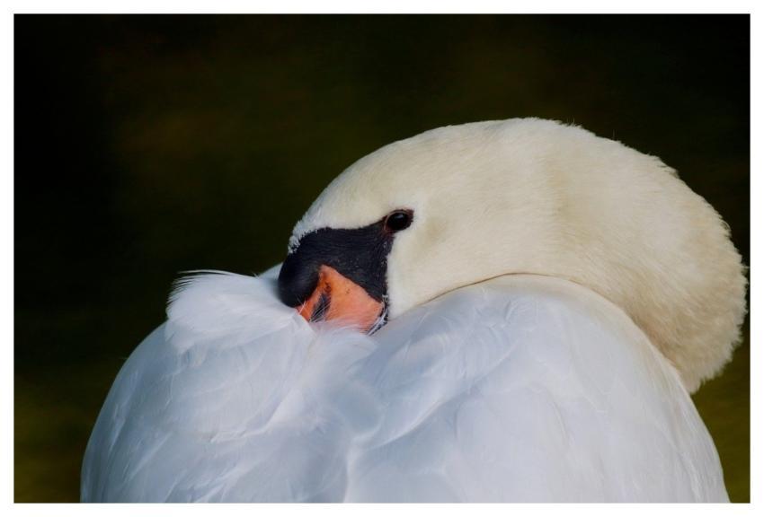 White Swan Mute Swan Gooseneck Water Bird