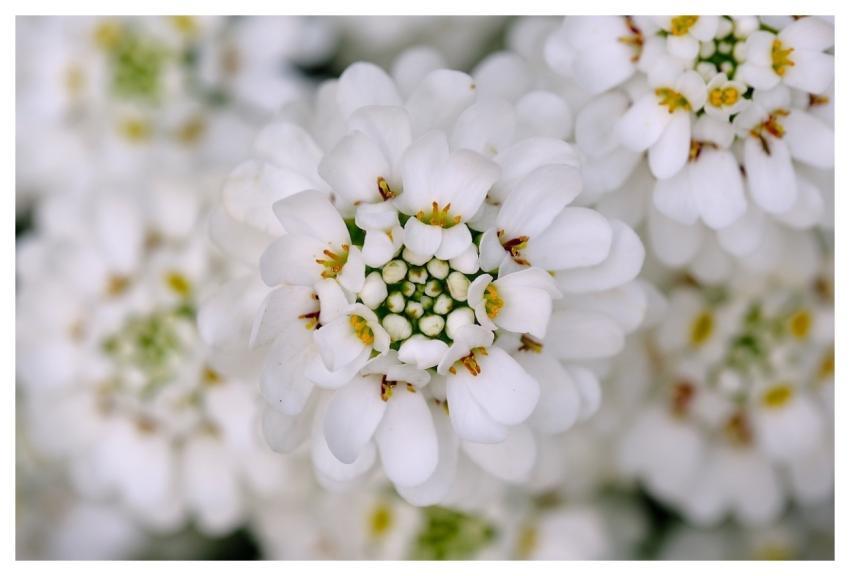 Flower Nature Bloom Macro