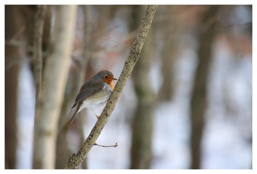 Robin Bird Winter Branch