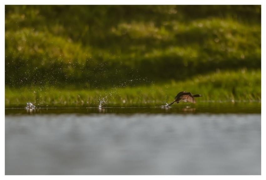 Bird Nature Animal Plumage