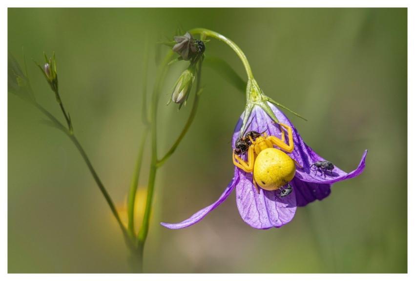 Nature Animal Bloom Close-Up