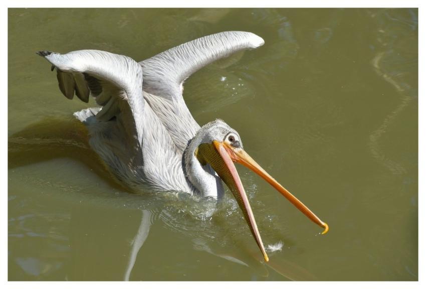 Pelican Bird Animal The Water
