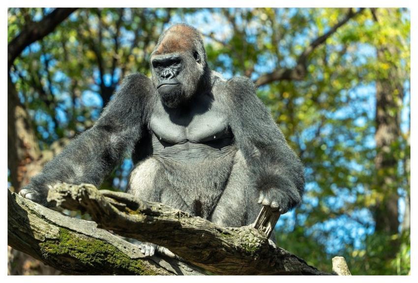 Zoo Nature Gorilla Animal