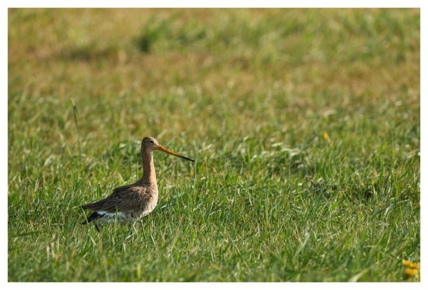 Snipe Nature Wildlife Foraging