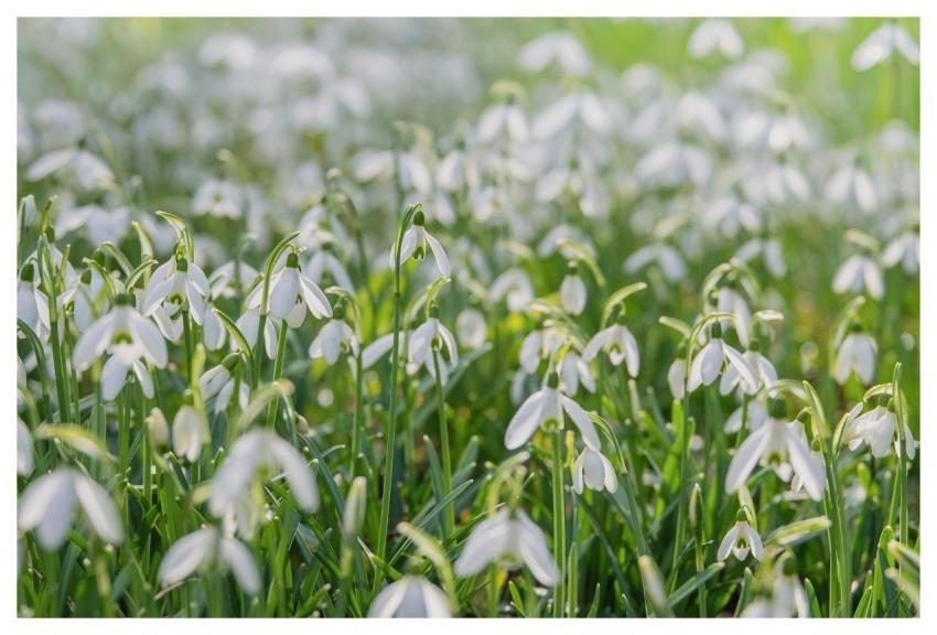 Snowdrops Laptop Wallpaper Flowers Hd Wallpaper