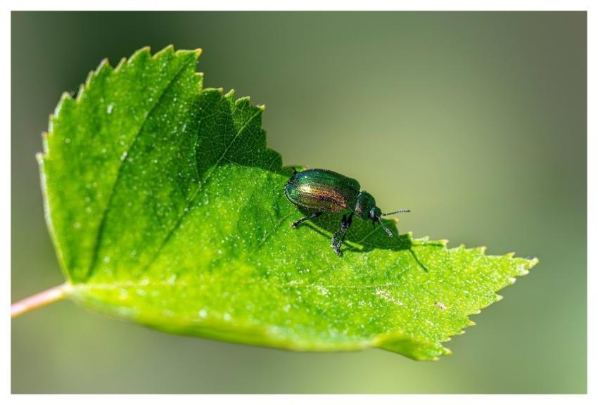 Entomology Arthropods Beetles Biodiversity