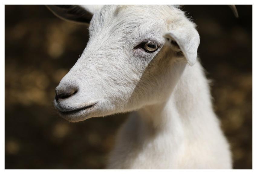 Animal Goat Mammal Livestock