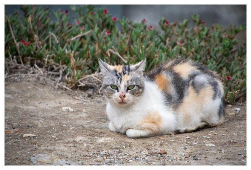 Cat Feline Mascot Relaxed