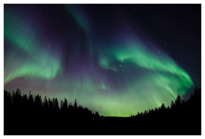 Nature Forest Night Sky
