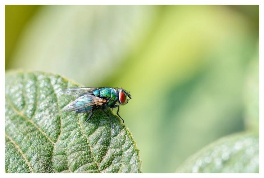 Fly Blue Insect Nature
