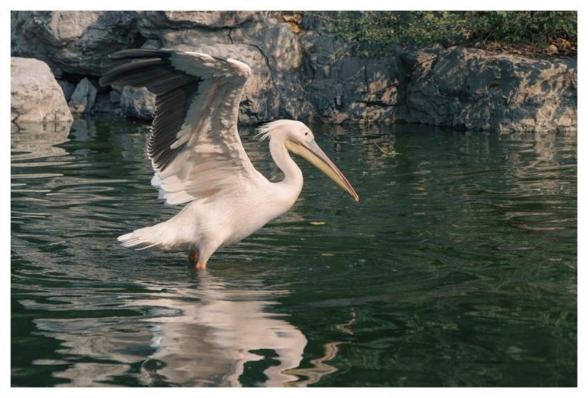 Pelican Bird Water Beak