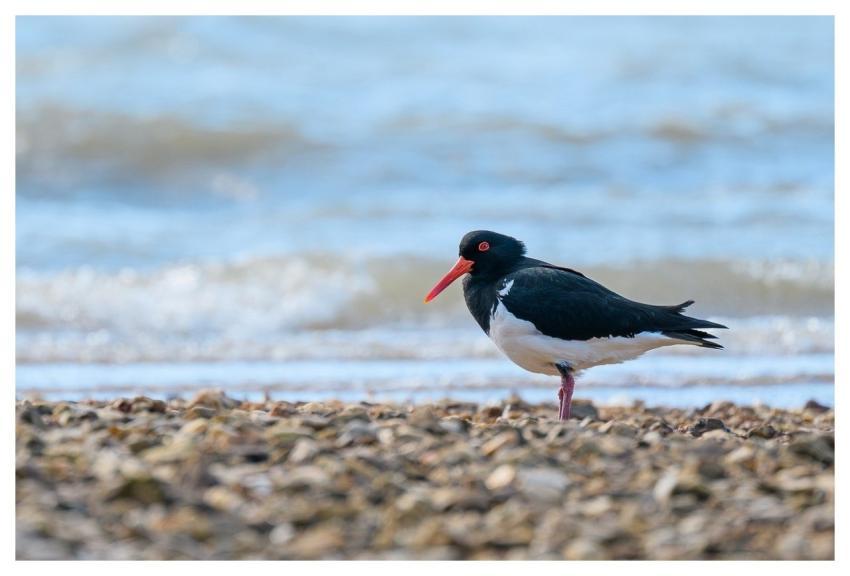 Pied Oystercatcher Oystercatcher Bird Ornithology