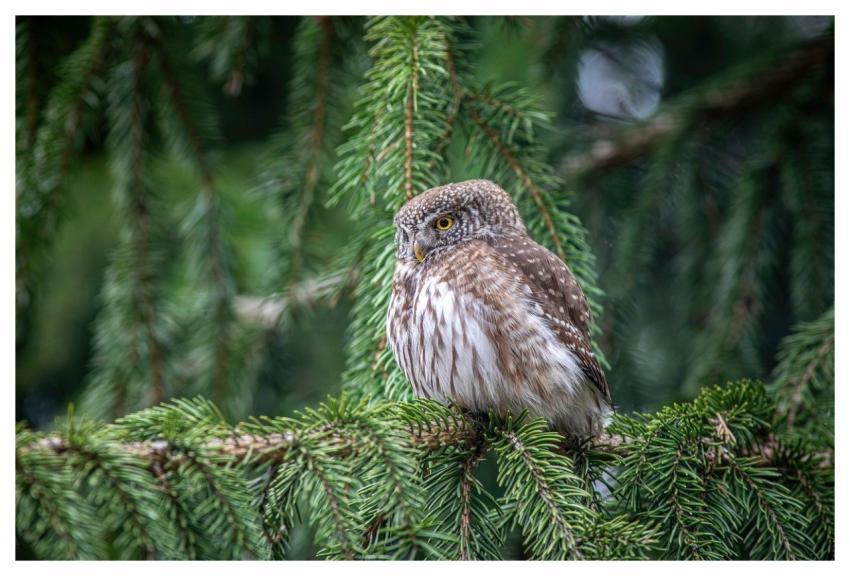 Nature Animal Bird Of Prey Birds