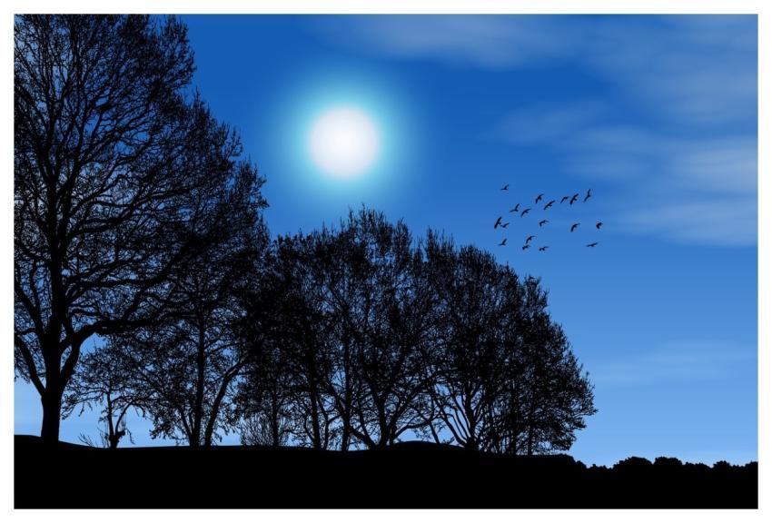 Nature Night Trees Darling