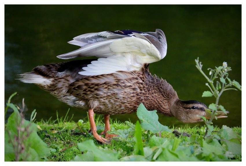 Mallard Water Bird Bird Animal