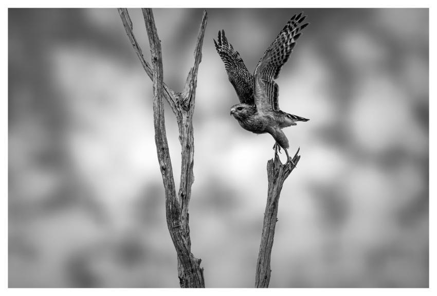 Hawk Bird Of Prey Raptor Black And White