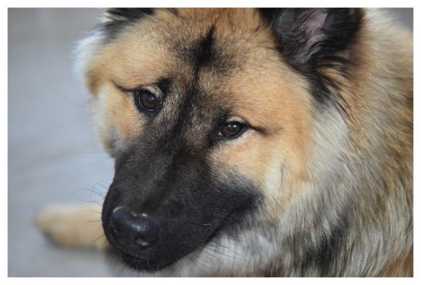 Eurasier Eurasier Shoreline Dog Animal