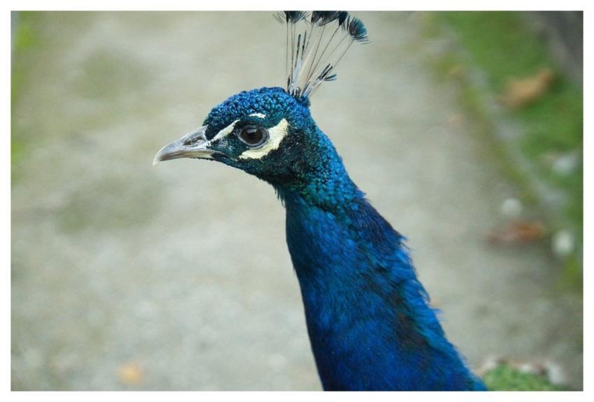 Peacock Bird Plumage Peacock Feathers