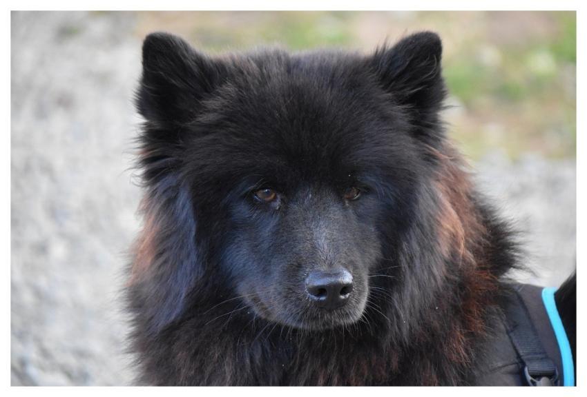 Eurasier Eurasier Plou Black Eurasier Animal