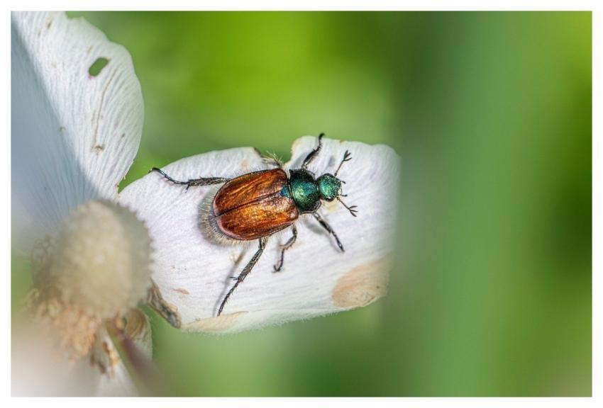 Nature Animal Animal World Arthropod