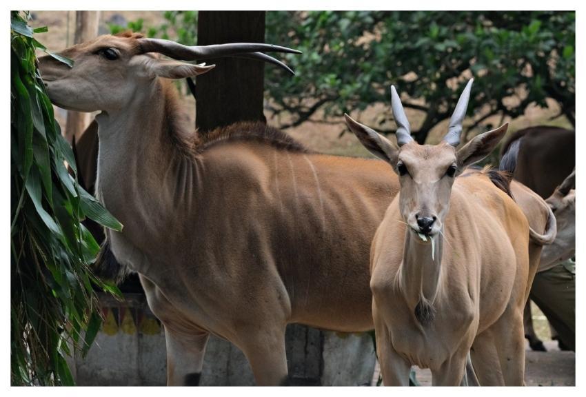 Wildlife Animal Fauna Wild