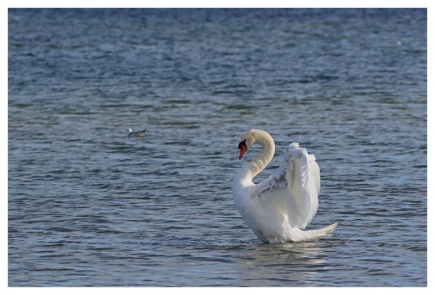 Swan Mute Swan Lake Water Bird