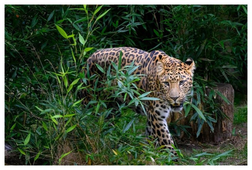Leopard Pet Nature Animal
