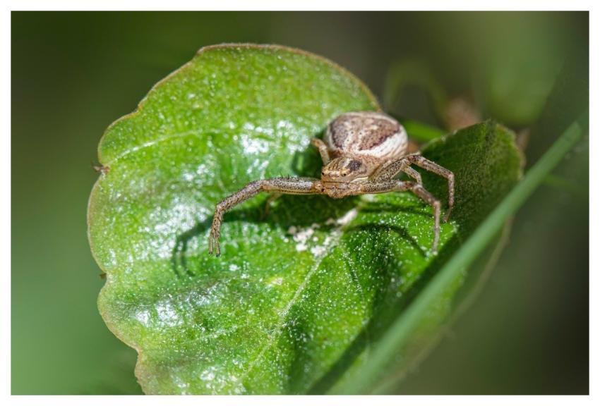 Nature Animal World Arachnid Arachnology