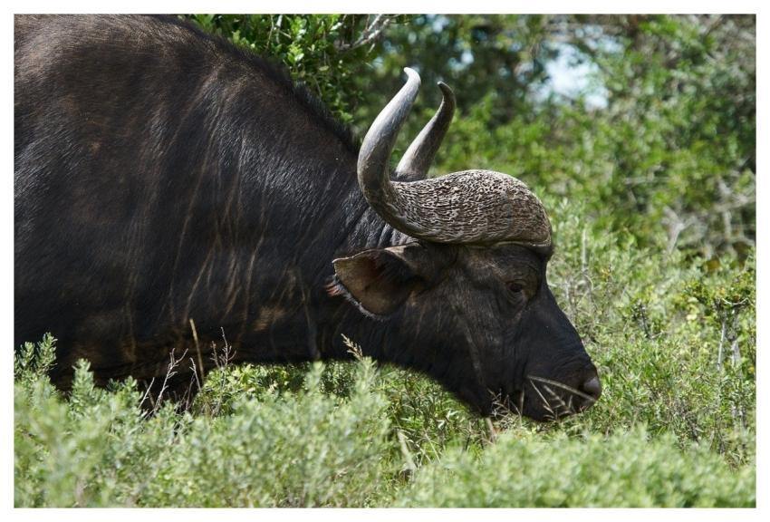 Buffalo Animal South Africa Nature