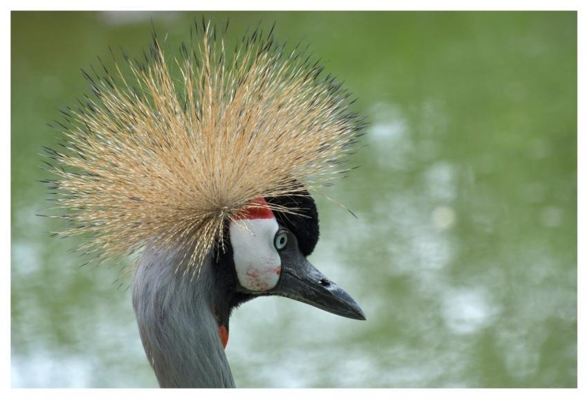 Crane Bird Crowned Crane Animal