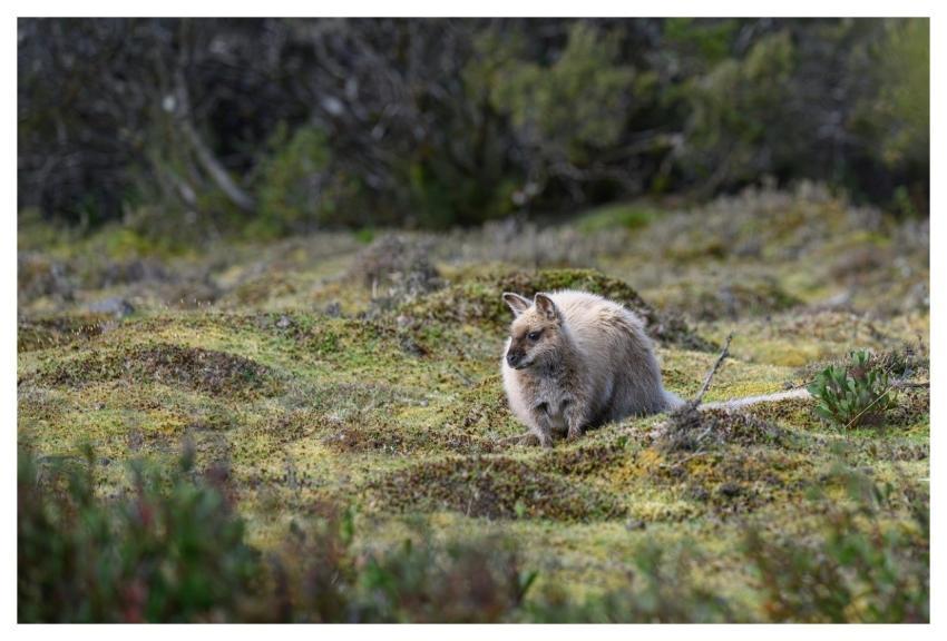 Bennetts Wallaby Red-Necked Wallaby Wallaby Macrop