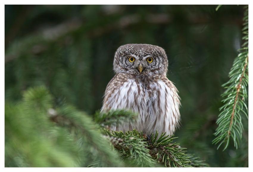 Nature Animal Bird Of Prey Birds