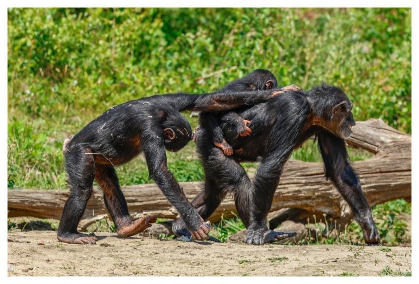 Monkey Chimpanzee Primate Mammal